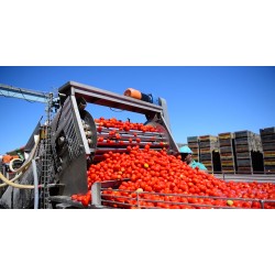 Receiving and sorting tomatoes