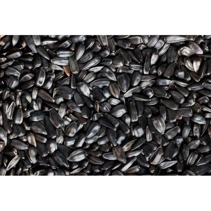 Seeds